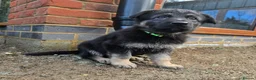 German Shepherd dogs for sale: Outstanding German Shepherd Puppies - Advert 25