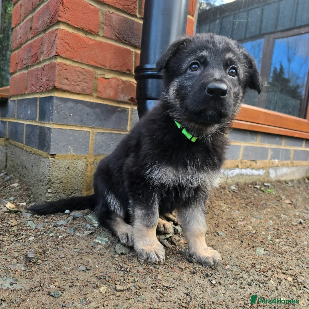 German Shepherd dogs for sale: Outstanding German Shepherd Puppies - Advert 25