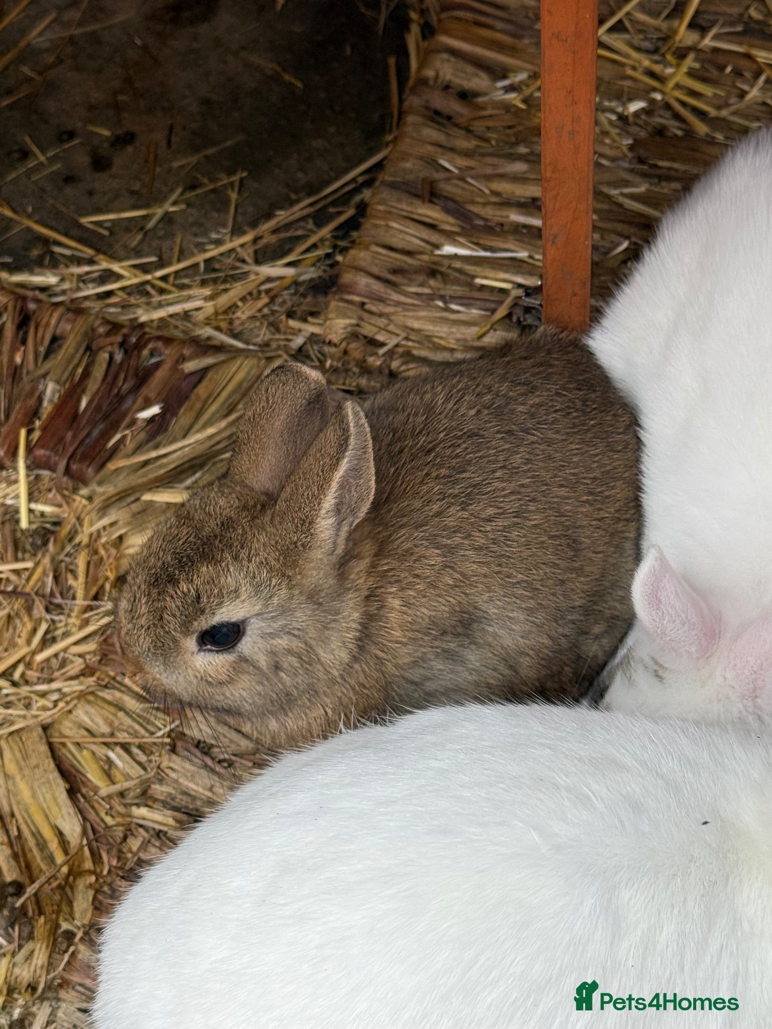 Netherland Dwarf rabbits Netherland dwarf last baby - Advert 14