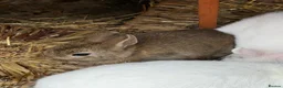 Netherland Dwarf rabbits for sale: Netherland dwarf kits - Advert 3