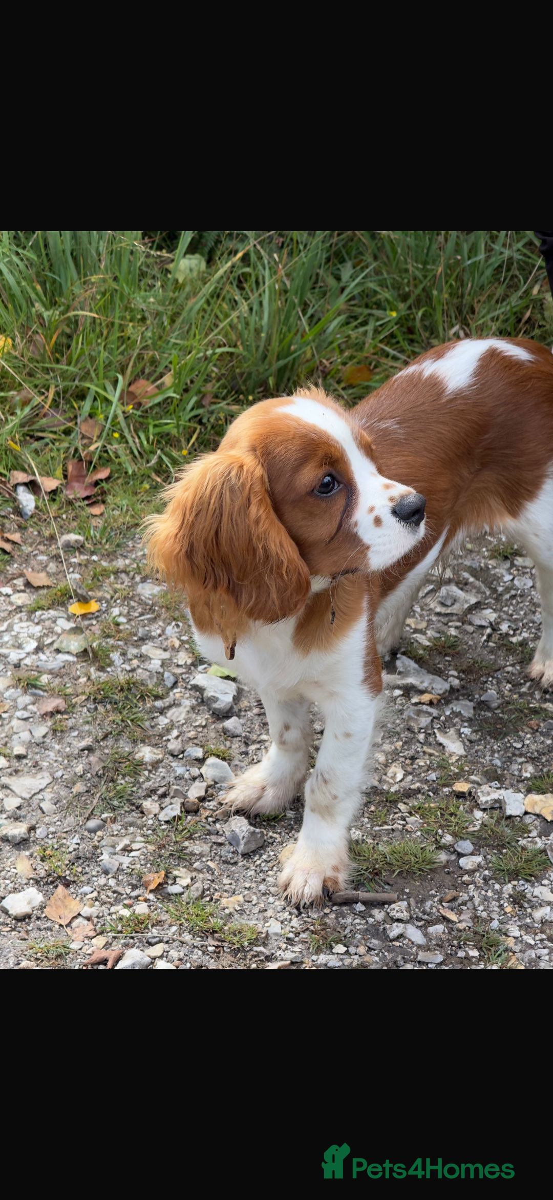 Cavalier King Charles Spaniel dogs for sale: King Charles cavalier 8 months old - Advert 6