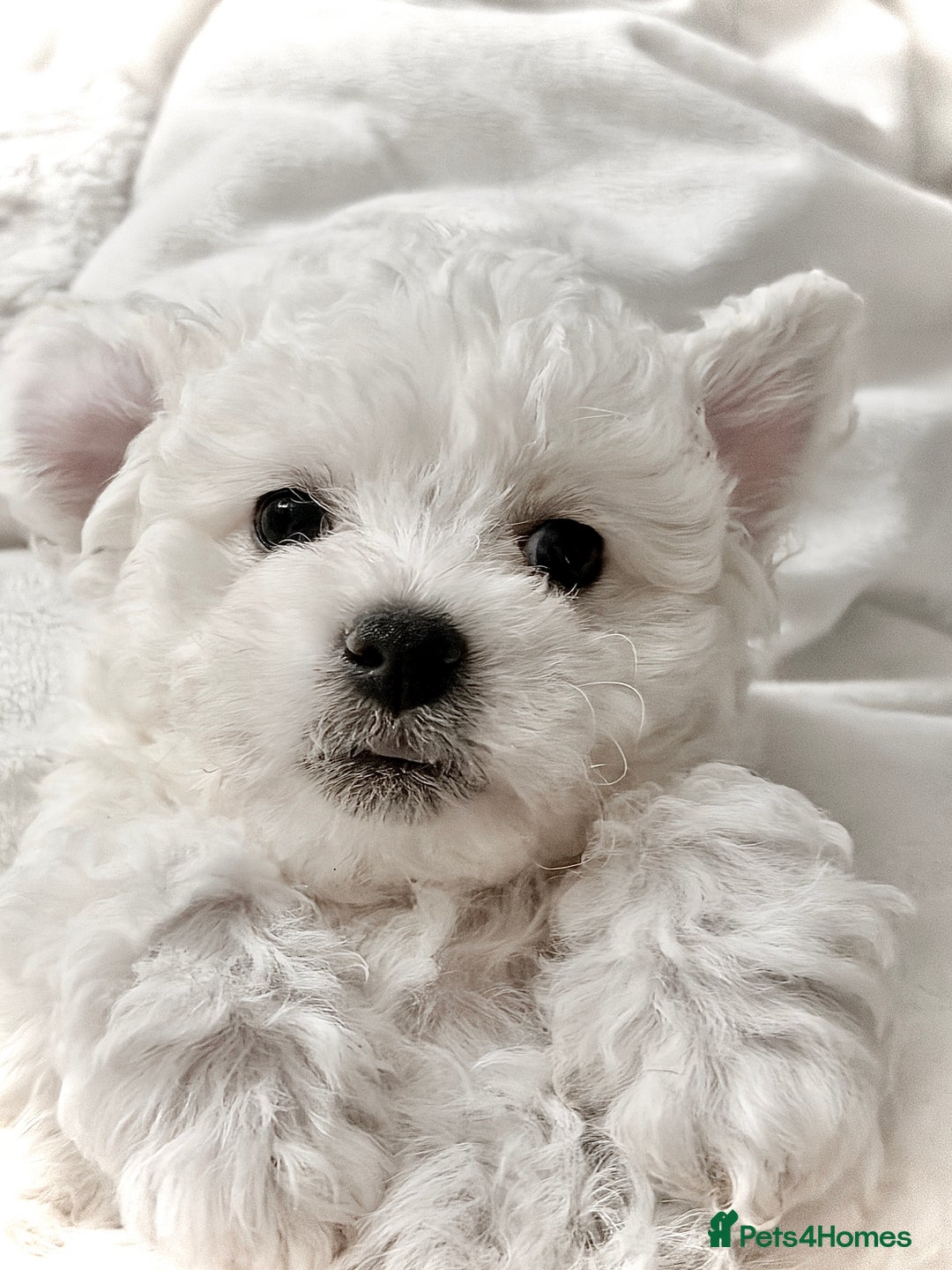 Bichon Frise dogs for sale: KC Registered Pedigree Bichon Frise Puppies - Advert 12