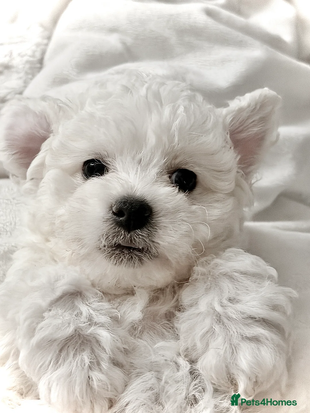 Bichon Frise dogs for sale: The Pedigree Club Bichon Frise Puppies - Advert 12