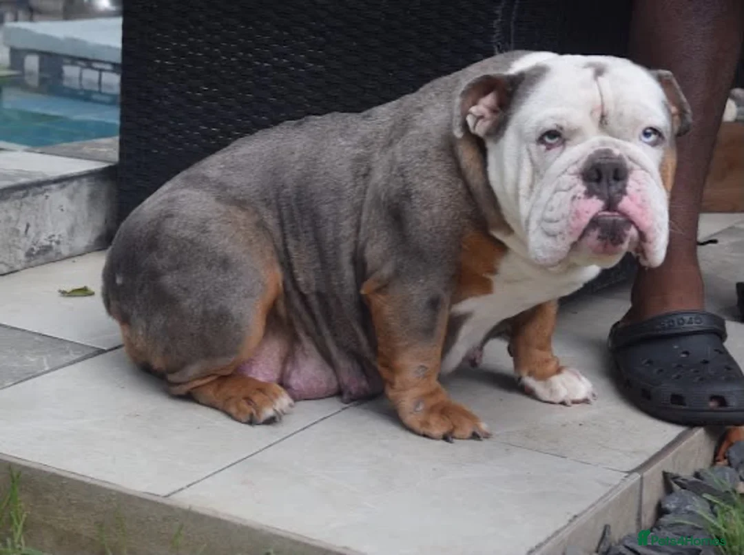 English Bulldog dogs for sale: 5 ⭐️ English Bulldogs  - Advert 1