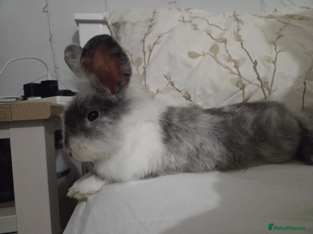 Mixed Breed rabbits for sale: Ronnie the house rabbit in Norwich - Advert 3