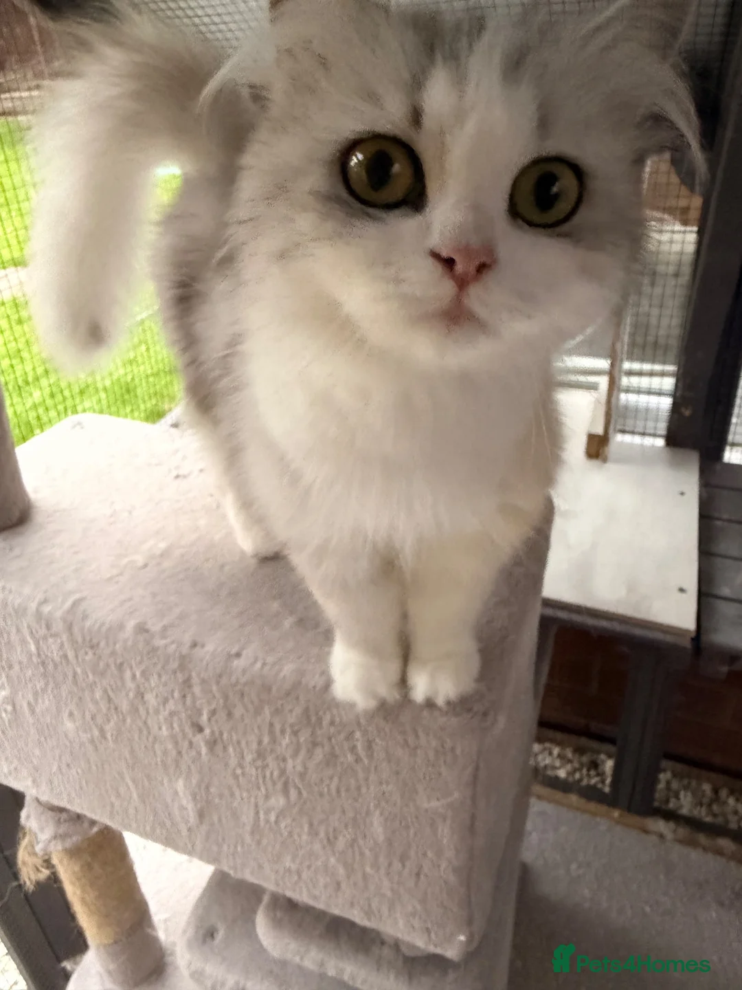 Persian cats for sale: ✨ Cute Persian kitten ✨ - Advert 2