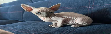 Sphynx Kitten 3