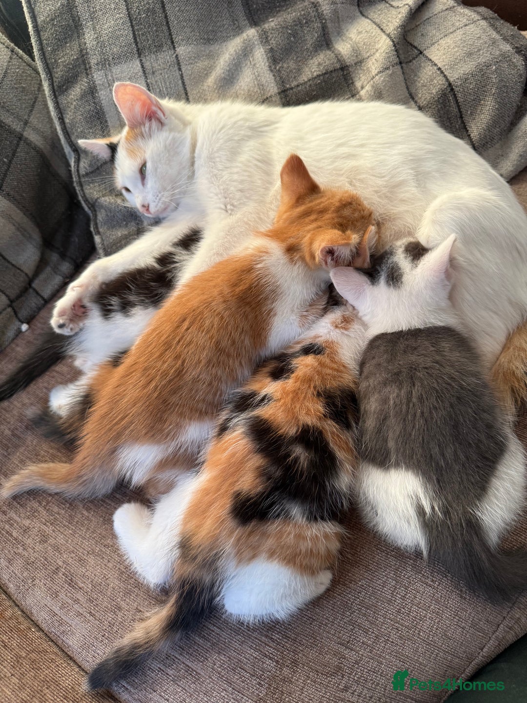 British Shorthair cats for sale: Stunning colour litter of kittens  - Image 4