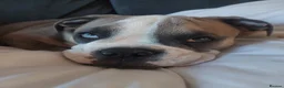 Mixed Breed dogs for sale: Stanley  - Advert 6