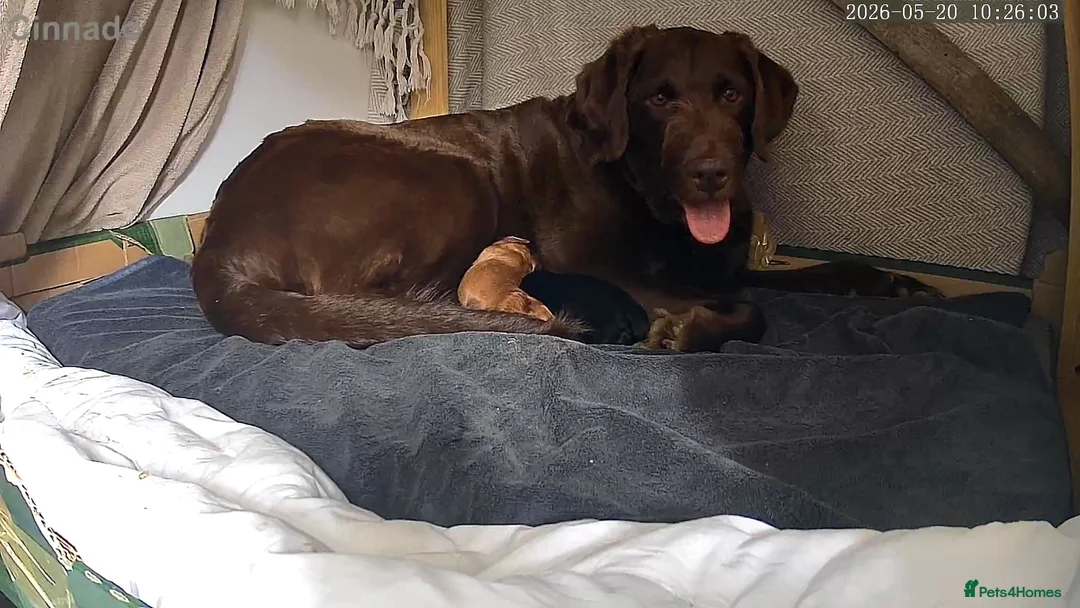Labradoodle dogs for sale: F1b labradoodle puppies - Advert 10