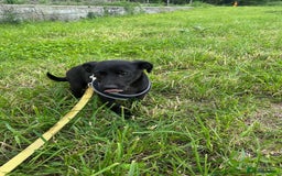 Mixed Breed dogs for adoption: Meet Raegan,  currently residing in Surrey - Image 8