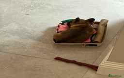 French Bulldog dogs for sale: Beautiful French fawn bulldog  - Image 3