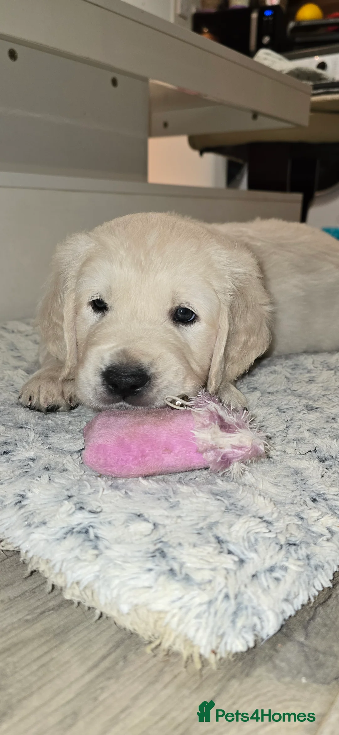 Golden Retriever dogs for sale: Adorable white Golden Retriever - Advert 33