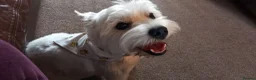 West Highland Terrier dogs for sale: Beautiful west Highland terriers - Advert 6