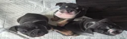 English Bulldog dogs for sale: READY TO LEAVE KC REG BLUE TRI ENGLISH BULLDOGS  - Advert 10