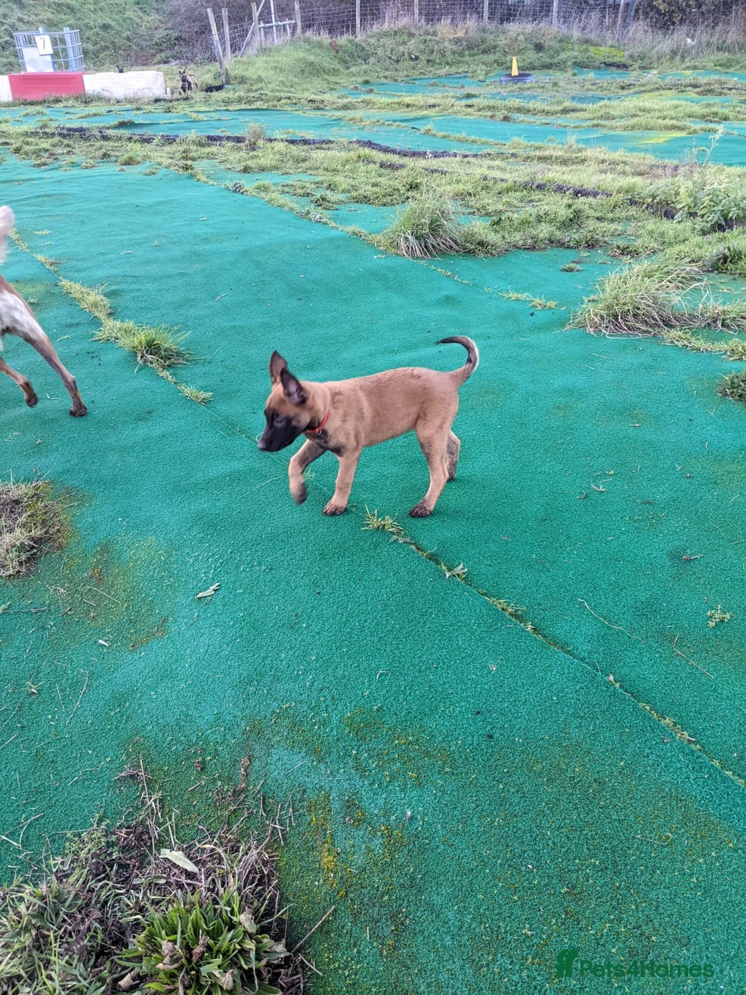 Belgian Shepherd Dog dogs for sale: Belgian Malinois - Advert 4