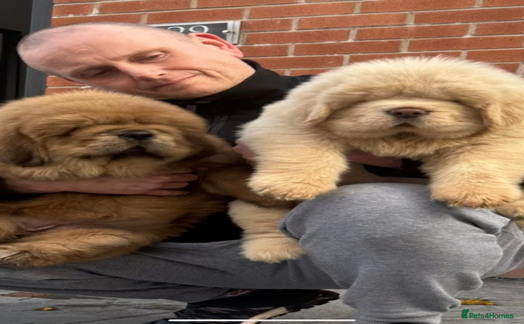 Tibetan Mastiff dogs - Advert 1