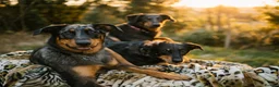 Beauceron dogs for sale: Beauceron puppies in Radstock - Advert 2