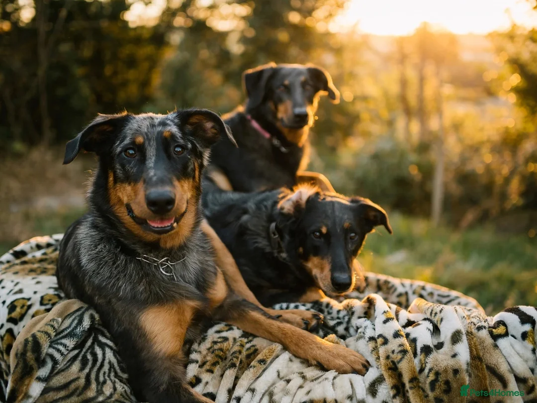 Beauceron dogs for sale: Beauceron puppies in Radstock - Advert 2