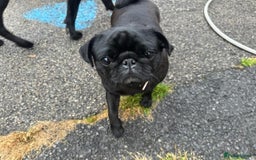 Pug dogs for sale: Female pug  - Advert 5