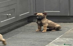 Belgian Shepherd Dog dogs for sale: Belgian shepherd pups REDUCED,! - Image 12