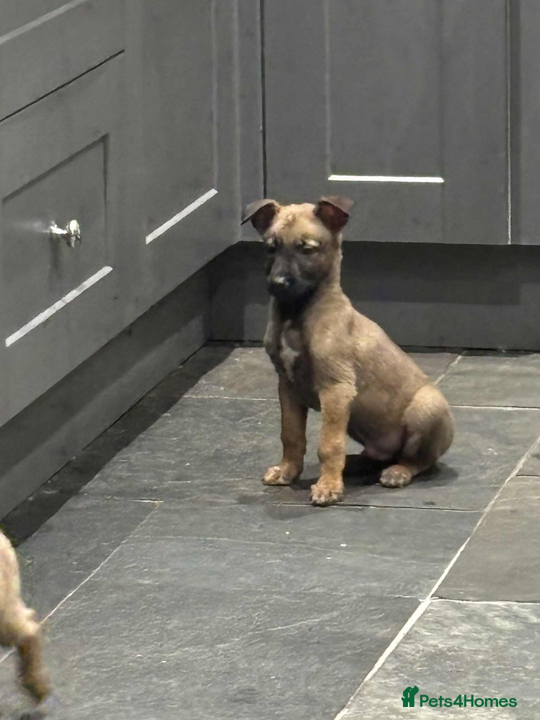 Belgian Shepherd Dog dogs for sale: Belgian shepherd pups REDUCED,! - Image 12