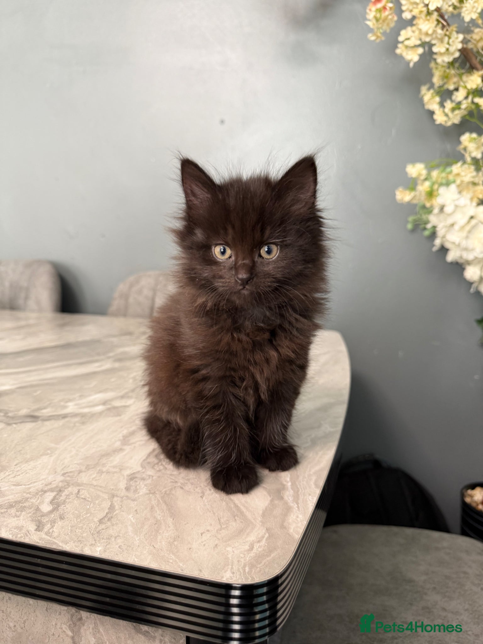 Maine Coon cats Stunning Maine Coon x British Shorthair Kittens - Advert 14