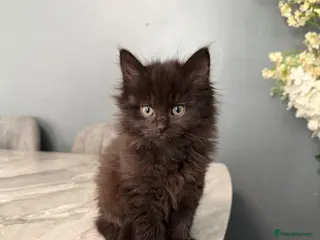 Maine Coon cats Stunning Maine Coon x British Shorthair Kittens - Advert 1