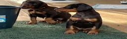 Dobermann dogs for sale: European Doberman puppies kc reg  - Advert 21