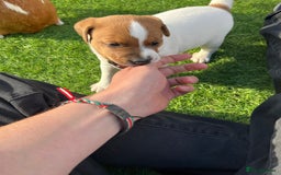 Mixed Breed dogs for sale: Lovely Jack Russel/Plumber puppies - Image 17