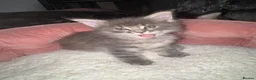 Maine Coon cats for sale: Beautiful Maine Coon Kittens - Advert 9