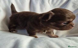 Chihuahua dogs for sale: 4 KC CHIHUAHUA GIRLS  - Image 7