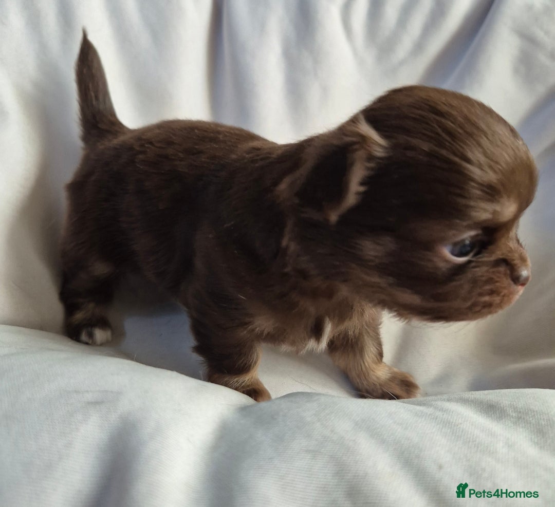 Chihuahua dogs for sale: 4 KC CHIHUAHUA GIRLS  - Image 7