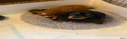 Cavapoo dogs for sale: Stunning f1 Cavapoos  - Advert 12