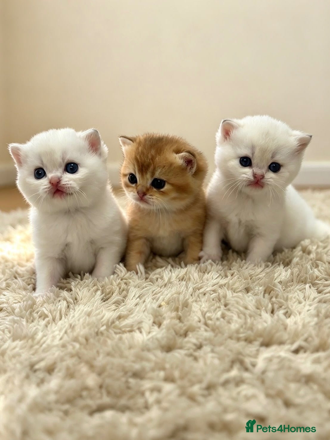 British Shorthair cats British Shorthair - Advert 1