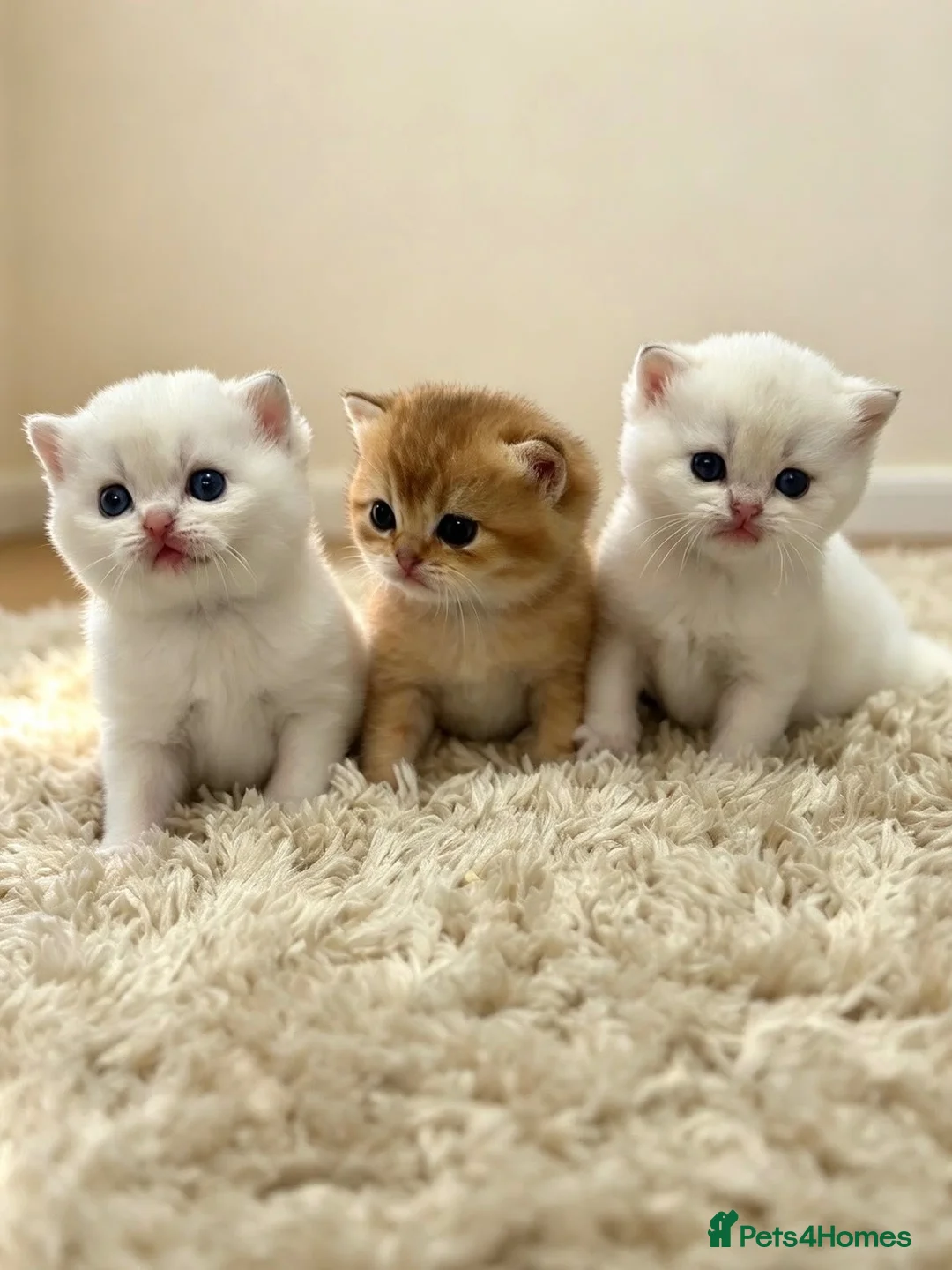 British Shorthair cats for sale: British Shorthair - Advert 2