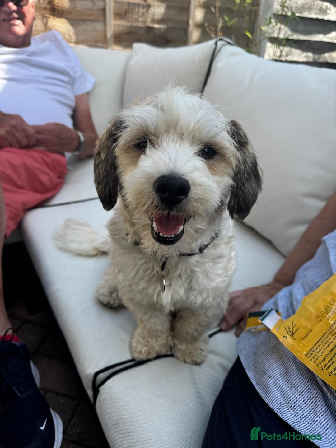 Mixed Breed dogs for adoption: Felipe  - Image 3