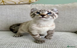 Savannah cats for sale: Awesome snow leopard Keetso male  - Image 3
