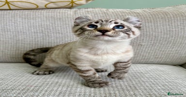 Savannah cats - Advert 5