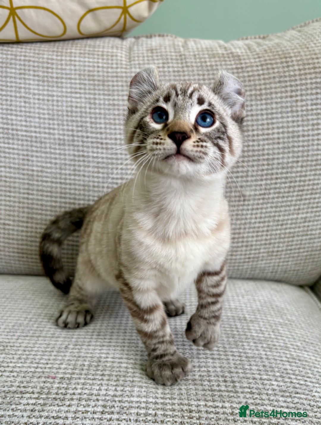 Savannah cats for sale: Awesome snow leopard Keetso male  - Image 3