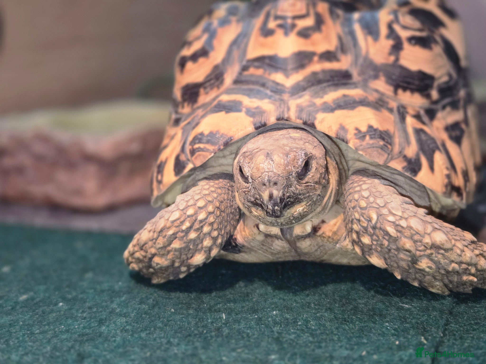 Tortoise reptiles Leopard tortoise - Advert 1