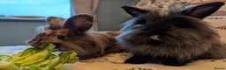 Mini Lion Lop rabbits for sale: Pair of bonded female mini lion lops in Pontefract - Advert 1