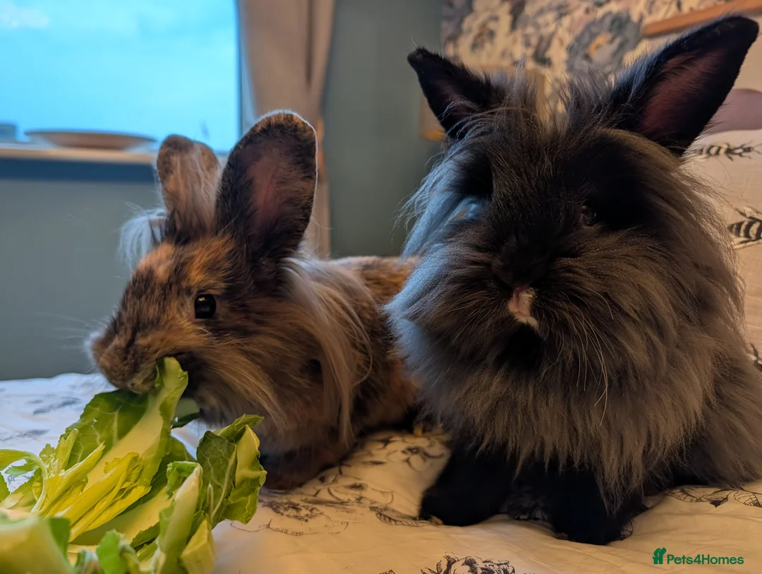 Mini Lion Lop rabbits for sale: Pair of bonded female mini lion lops in Pontefract - Advert 1
