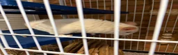 Chinchilla rodents for sale: white male chinchilla with cage - Advert 2