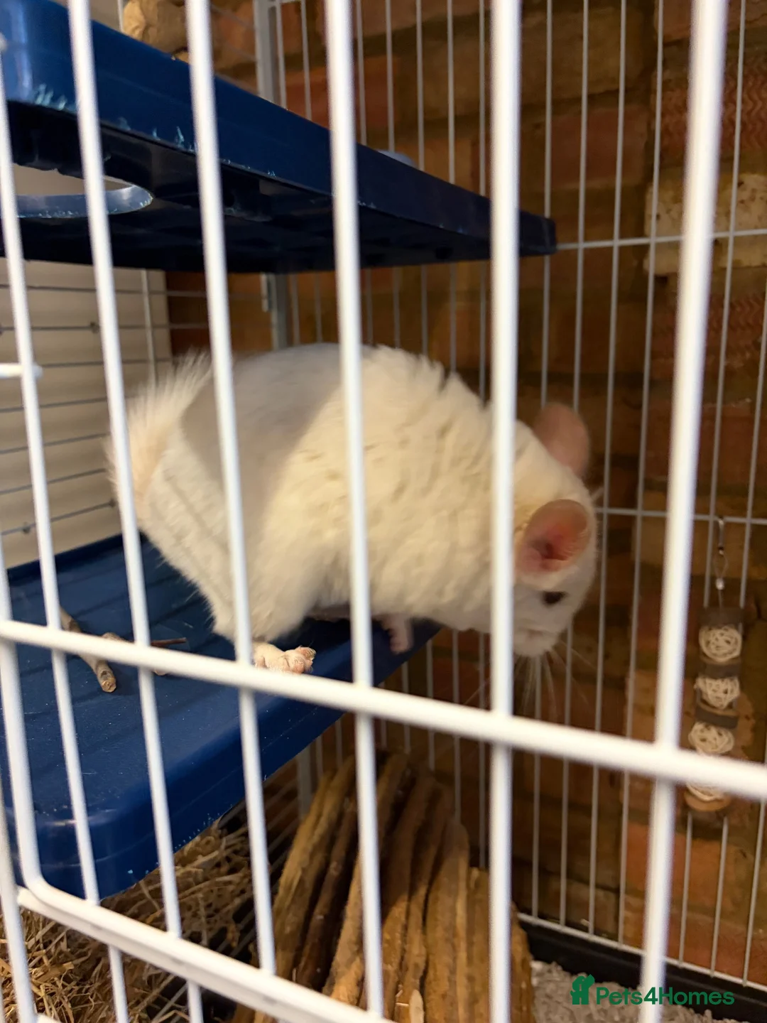 Chinchilla rodents for sale: white male chinchilla with cage - Advert 2