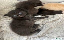 Mixed Breed cats for sale: Adorable Exotic X DSH 🐾  - Image 7