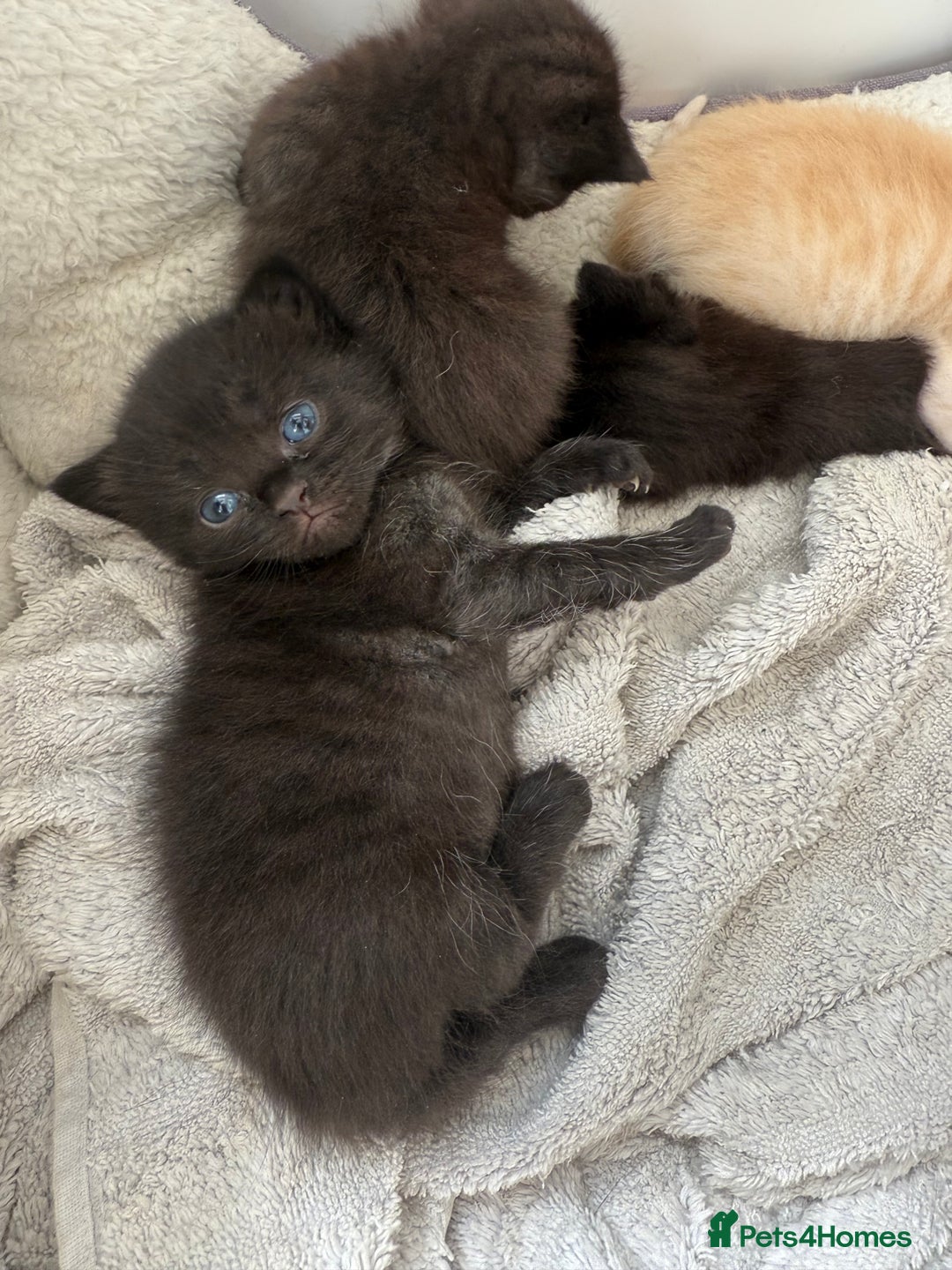 Mixed Breed cats for sale: Adorable Exotic X DSH 🐾  - Image 7