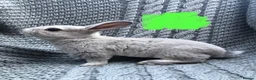 Rex rabbits for sale: Purebred Velvet Mini Rex Sable rabbits - Advert 10