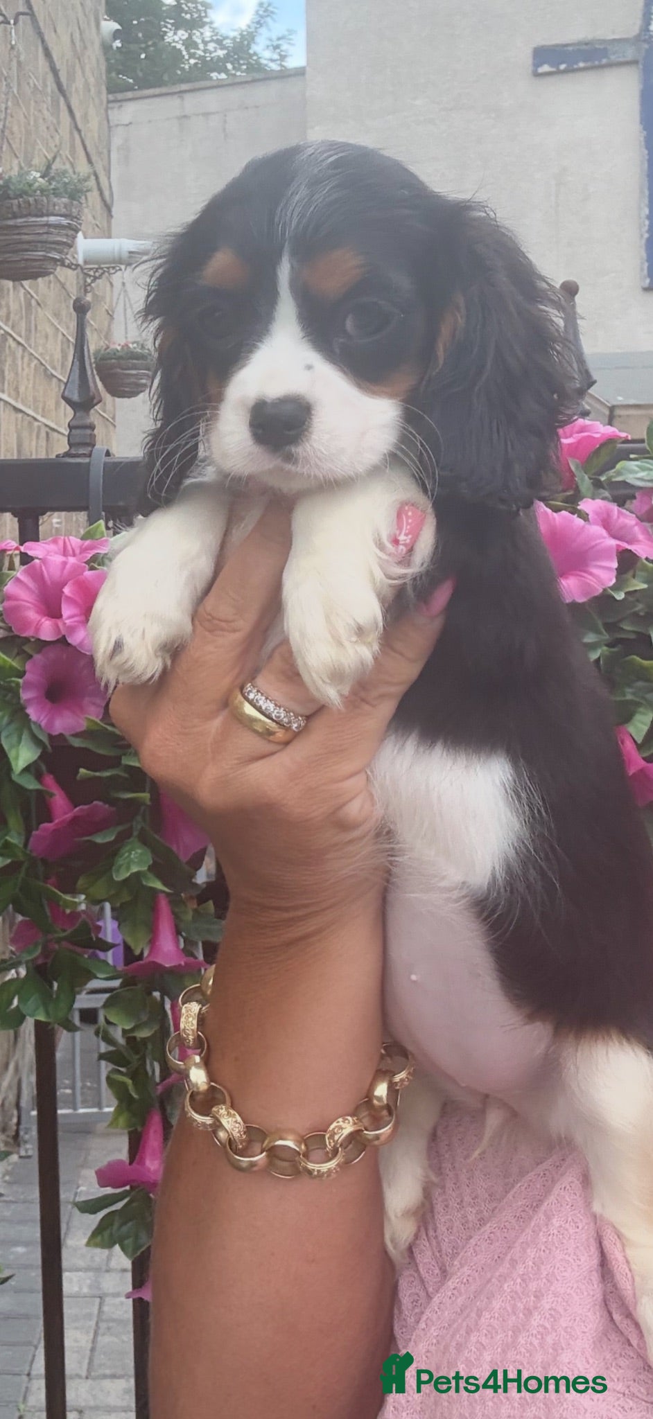 Cavalier King Charles Spaniel dogs Royal kennel club cavalier puppies dna clear - Advert 2