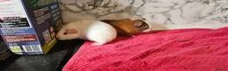 Guinea Pig rodents for sale: 2 pairs of brothers  - Advert 2